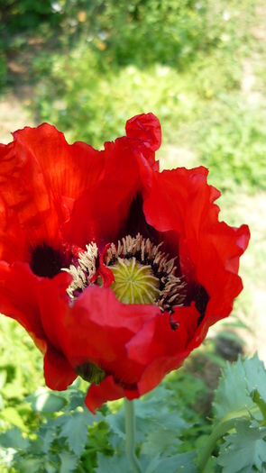 P1030854 - flori 2015