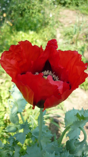 P1030855 - flori 2015