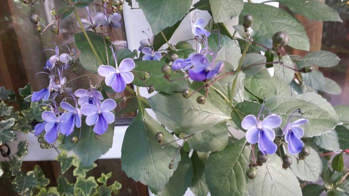clerodendron ugandese - clerodendronii mei