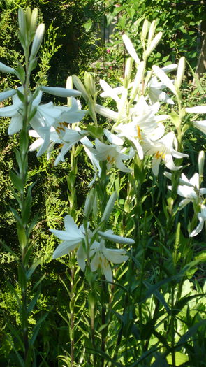 P1030863 - flori 2015