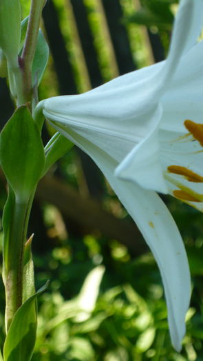 P1030864 - flori 2015