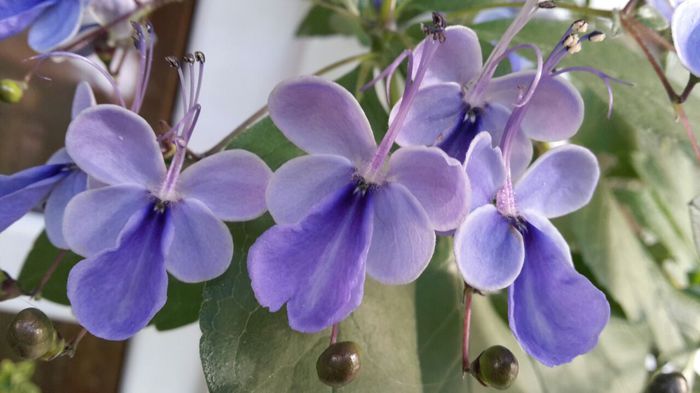 20150706_093517 - clerodendronii mei