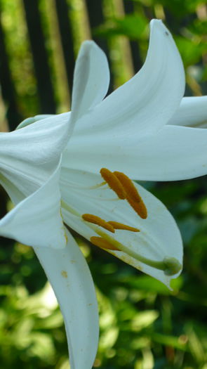 P1030865 - flori 2015