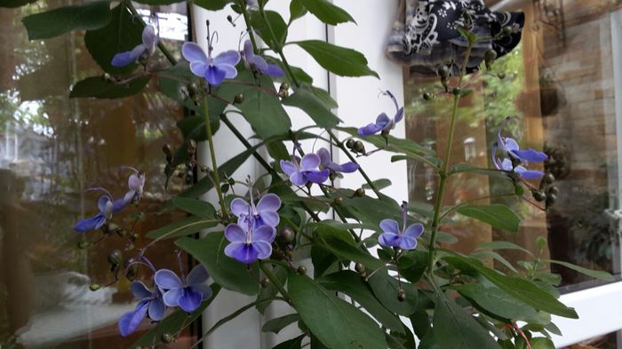 20150703_104242 - clerodendronii mei