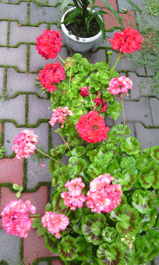 IMG_20150709_173019[1]