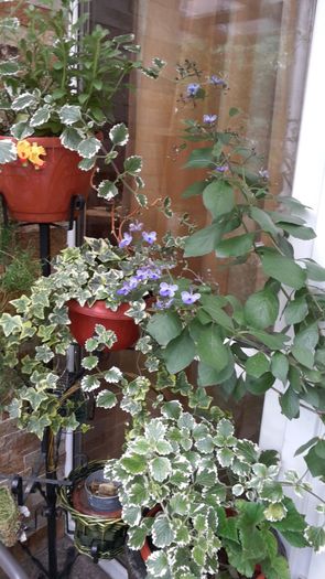 20150703_104210 - clerodendronii mei