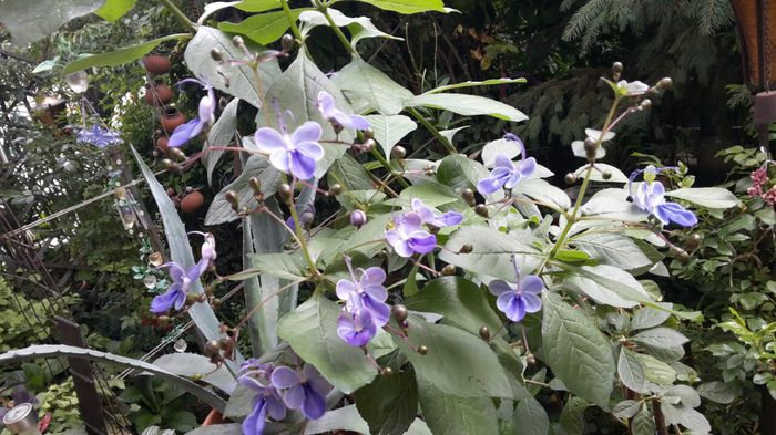 20150703_091331 - clerodendronii mei