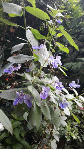 20150703_091259 - clerodendronii mei