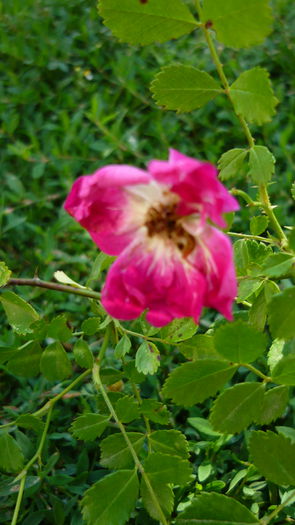 P1030869 - flori 2015