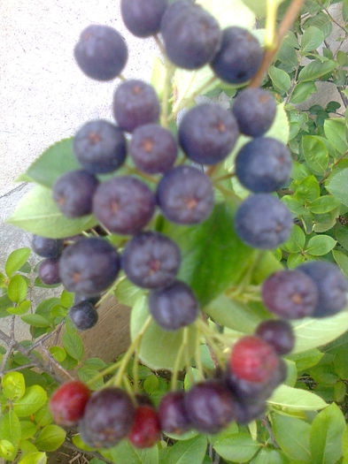 Aronia Melanocarpa Hugin,11.07.2015 - Gradina mea