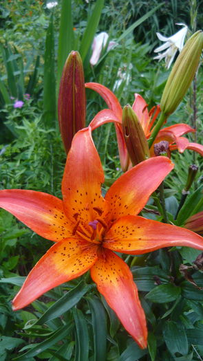 P1030872 - flori 2015