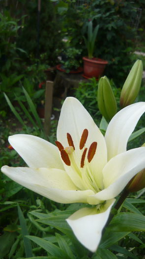 P1030880 - flori 2015