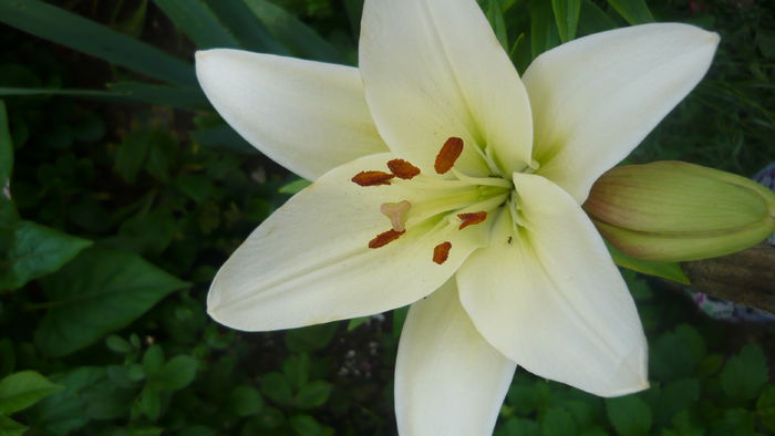 P1030881 - flori 2015