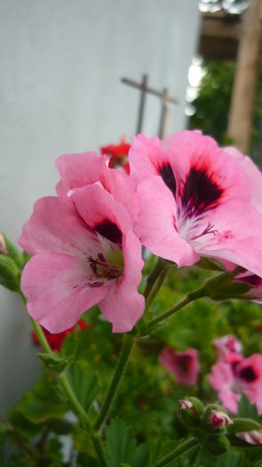 P1030883 - flori 2015