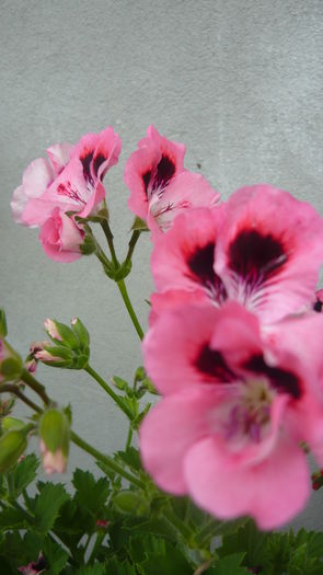 P1030885 - flori 2015