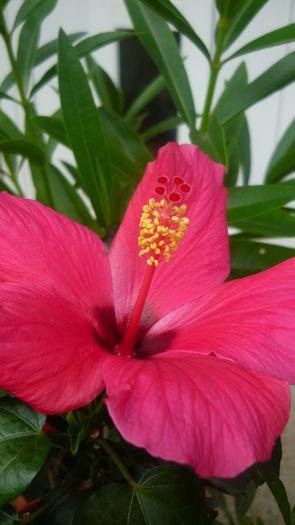 P1030892 - flori 2015