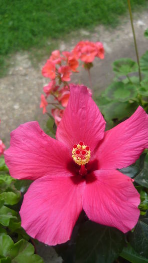 P1030893 - flori 2015