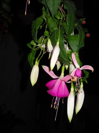 06 .07.015 - FUCHSIA 2011-2020