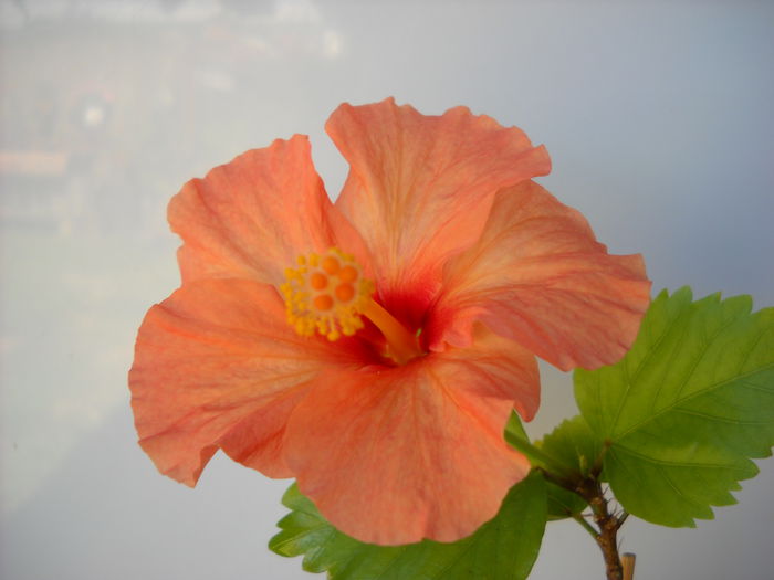 049 - HIBISCUS-2015