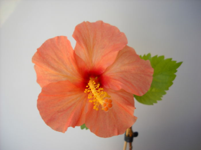 045 - HIBISCUS-2015