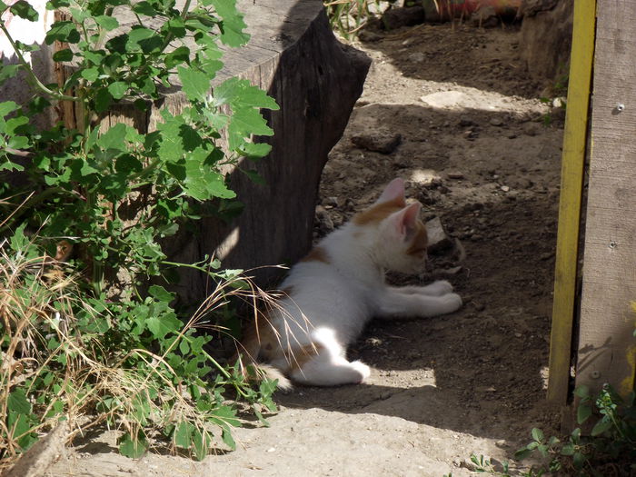 2015-07-09 17.26.22 puiuti 2015 (2) mama este rita