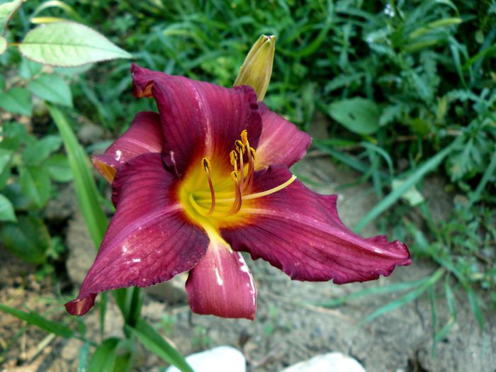 Hemerocalis Burbon King - Gradina rozelor Iulie 2015