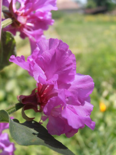 P7080042