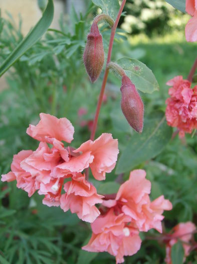 P7080048