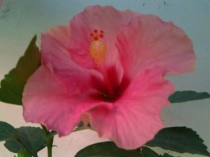 Fotografie6188 - Hibiscusi 1