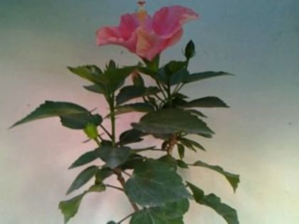 Fotografie6184 - Hibiscusi 1