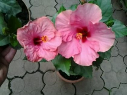 Fotografie6192 - Hibiscusi 1