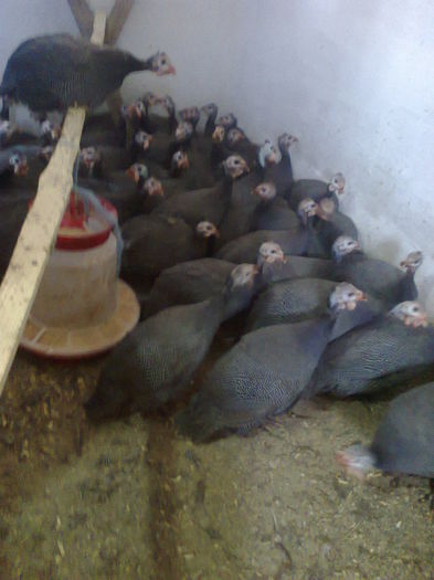 005 (2) - bibilici 2015