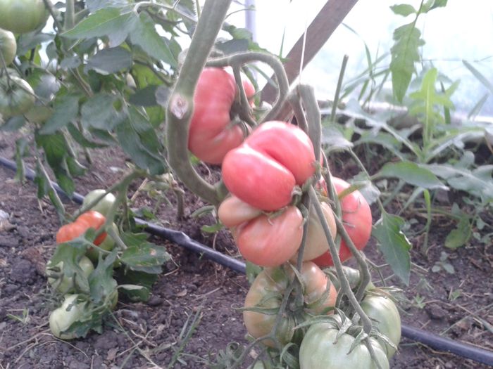 20150711_203911 - solar