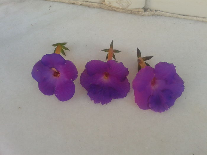 Fotografie-0055; Sint la fel?
