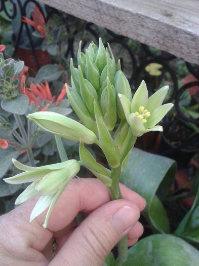 Fotografie-0057 - CRINI