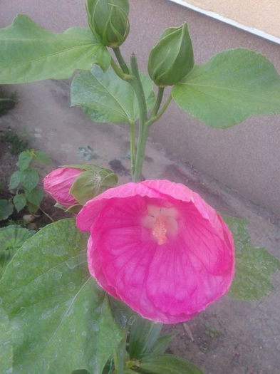 Fotografie-0054 - hibiscus