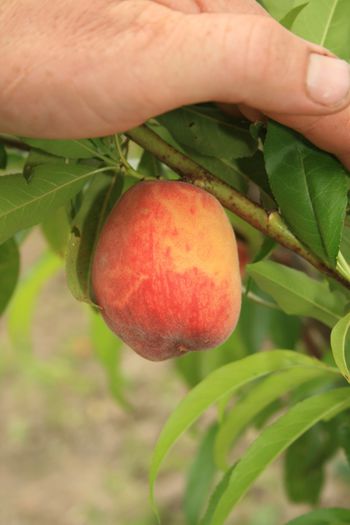 IMG_3306 - Fructe - Piersici si nectarini