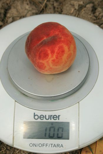 IMG_3308 - Fructe - Piersici si nectarini