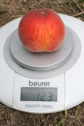 IMG_3315 - Fructe - Piersici si nectarini