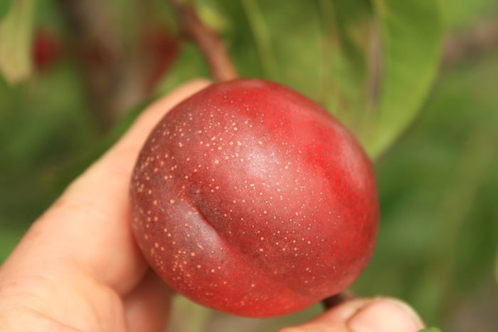 IMG_3316 - Fructe - Piersici si nectarini