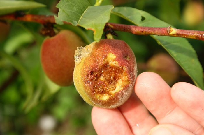 IMG_2961 - Grindina 25 mai 2015