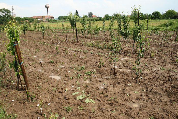 IMG_2963 - Grindina 25 mai 2015