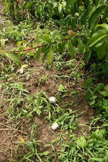 IMG_2964 - Grindina 25 mai 2015