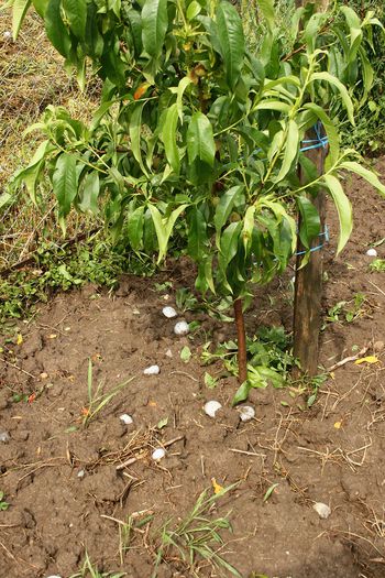 IMG_2965 - Grindina 25 mai 2015