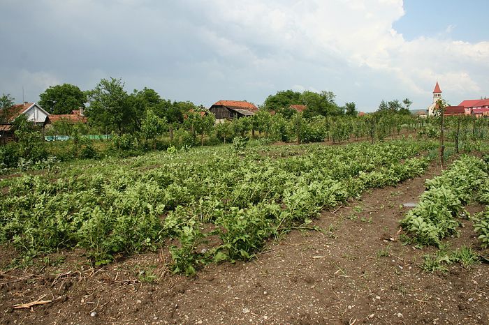 IMG_2970 - Grindina 25 mai 2015