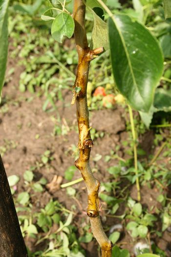 IMG_2971 - Grindina 25 mai 2015