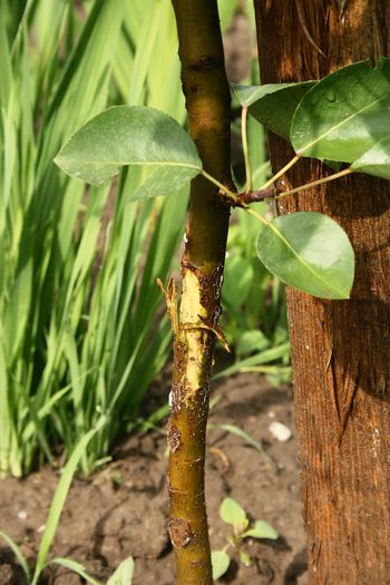 IMG_2972 - Grindina 25 mai 2015