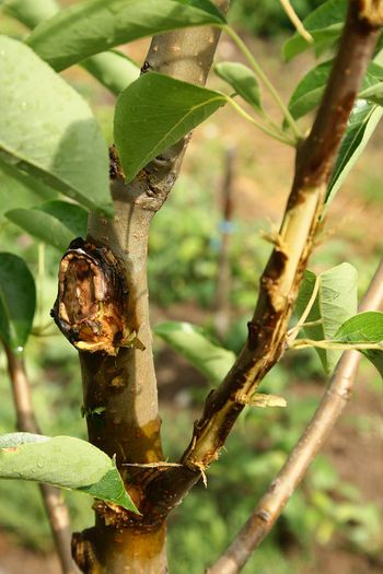 IMG_2973 - Grindina 25 mai 2015