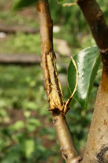 IMG_2974 - Grindina 25 mai 2015