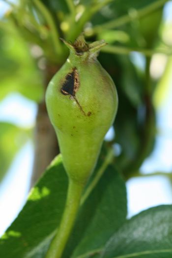 IMG_3029 - Grindina 25 mai 2015